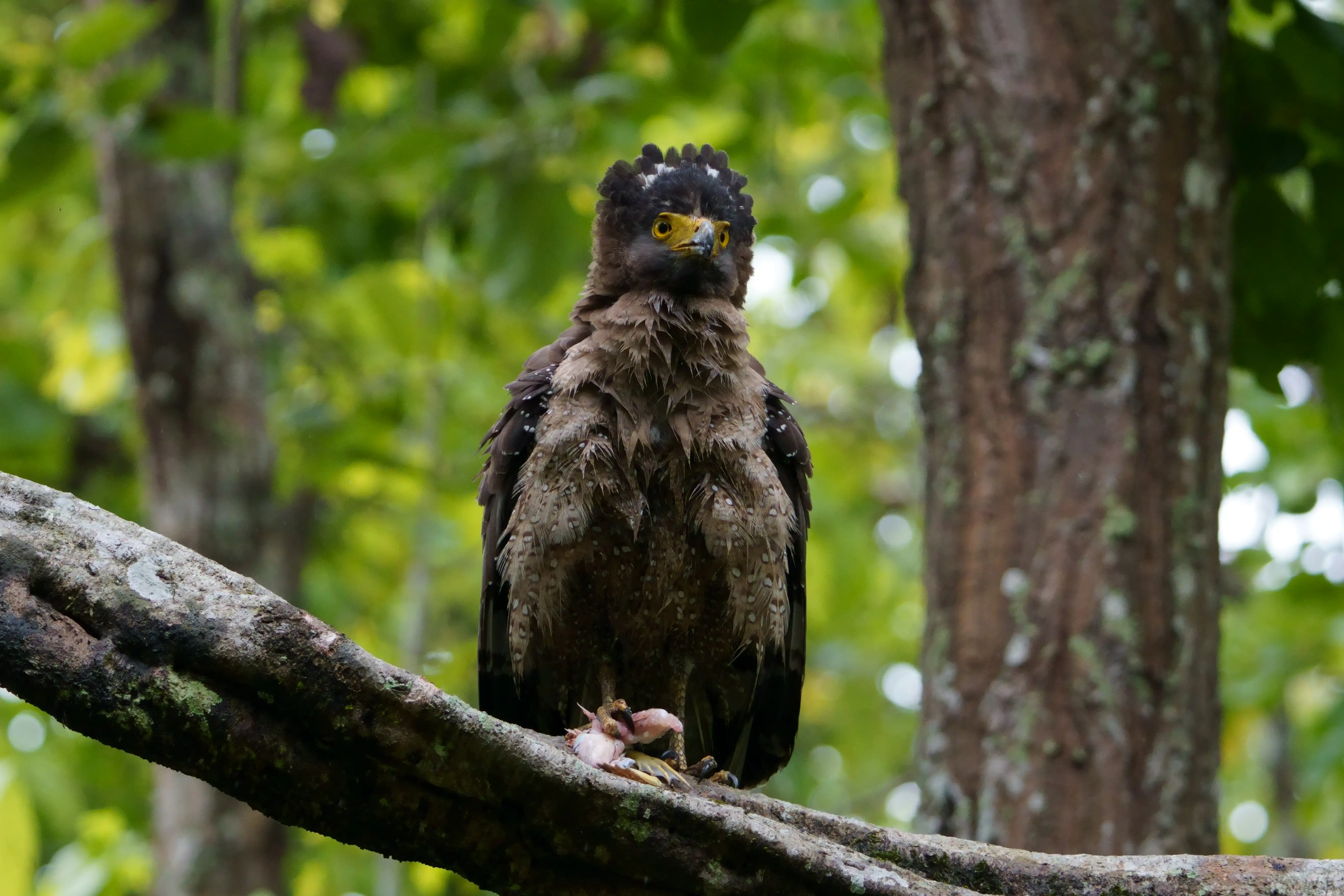 Journey through the wilderness